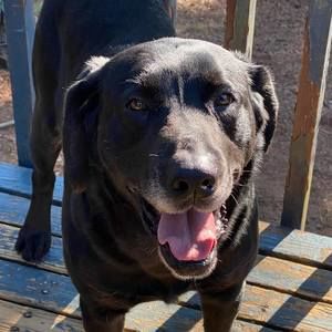 Meet your Posher, Alexa